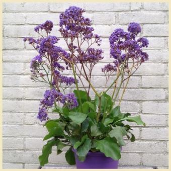 Limonium 'Salt Lake'