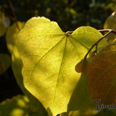 Gainier du Canada - Cercis canadensis