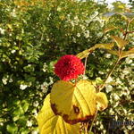 Clerodendrum bungei - CLÉRODENDRON DE BUNGE,