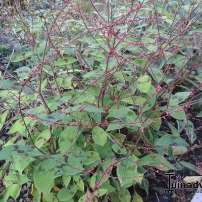 Persicaria virginiana var. filiformis 'Painter's Palette' - 