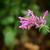 Agastache 'Heatwave'