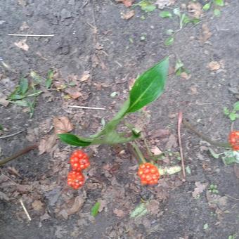 Arum maculatum