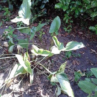 Arum maculatum