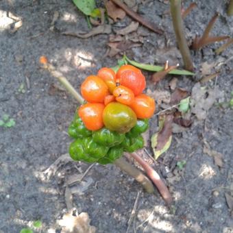 Arum maculatum