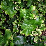 Hedera helix 'Melanie' - 