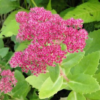 Sedum  'Herbstfreude'