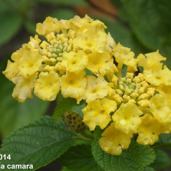 Lantana camara