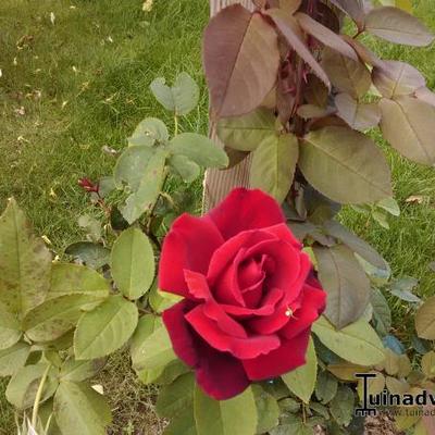 Rosa 'Chrysler Imperial' - 