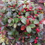 Niedere Scheinbeere - Gaultheria procumbens