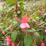 Fuchsia 'Display' - 