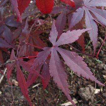 Acer palmatum 'Burgundy Lace'