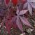 Acer palmatum 'Burgundy Lace'