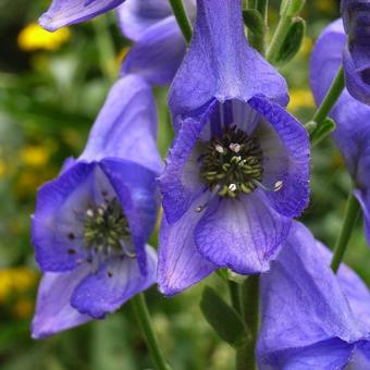 Aconitum carmichaelii var. wilsonii