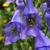 Aconitum carmichaelii var. wilsonii