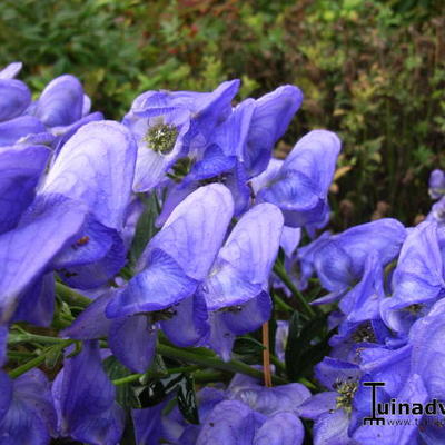 Aconitum carmichaelii var. wilsonii - 