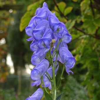 Aconitum carmichaelii var. wilsonii