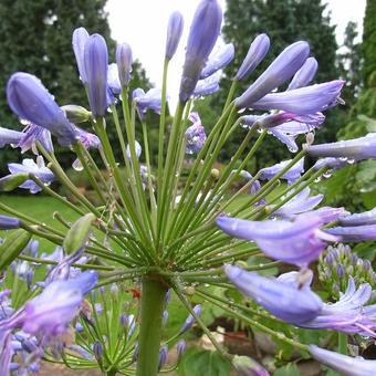 Agapanthus 'Donau'