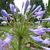 Agapanthus 'Donau'