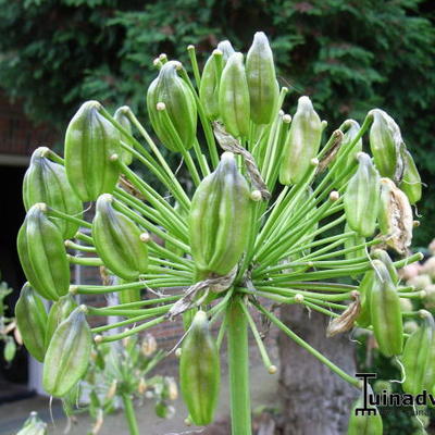 Agapanthus 'Donau' - Agapanthus 'Donau'