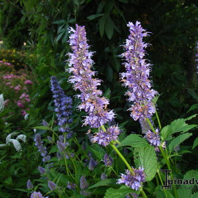 Agastache 'Blackadder' - Agastache 'Blackadder'