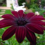 Osteospermum 'Serenity Dark Purple' - 