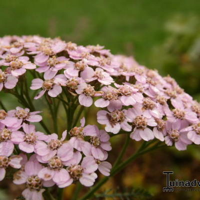 Schafgarben - Achillea