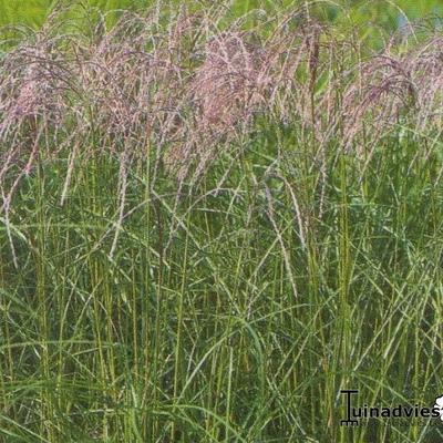 Miscanthus sinensis 'Flamingo' 