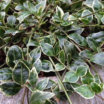 Vinca minor 'Argenteovariegata'