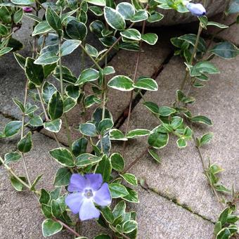 Vinca minor 'Argenteovariegata'