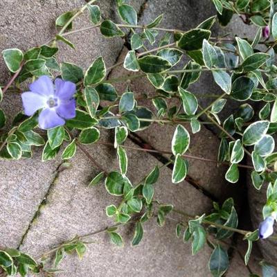 Vinca minor 'Argenteovariegata'