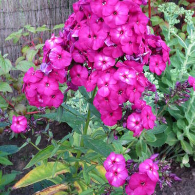 Phlox paniculata 'The King' - Phlox paniculata 'The King'