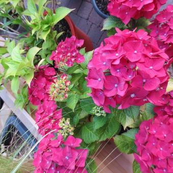 Hydrangea macrophylla 'Mme. G.J. Bier'