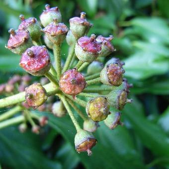 Hedera helix 'Arborescens'