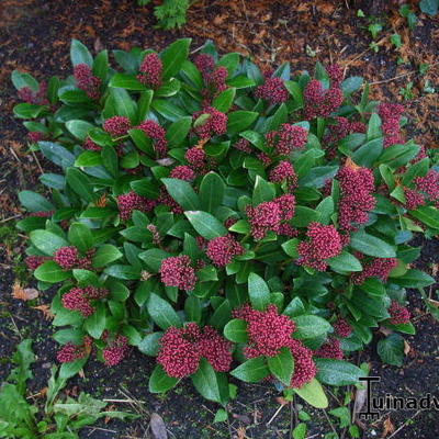 Skimmia japonica 'Rubella' - 