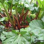 Rheum rhabarbarum 'Frambozenrood' - 