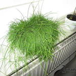 Rhipsalis baccifera - 