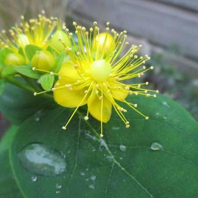 Hypericum x inodorum MAGICAL - 