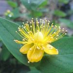 Hypericum x inodorum MAGICAL - 