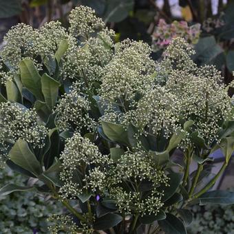 Skimmia japonica 'Thereza'