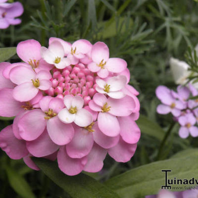 Iberis umbellata - 