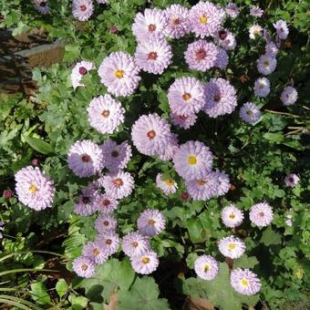 Chrysanthemum indicum