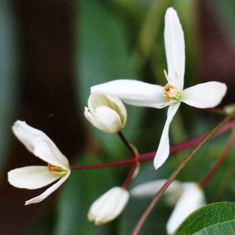 Clematis armandii 'Snow Bells'