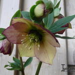 Helleborus orientalis 'Picotee' - 