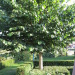 Corylus colurna - NOISETIER DE BYZANCE