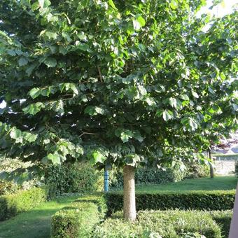 Corylus colurna