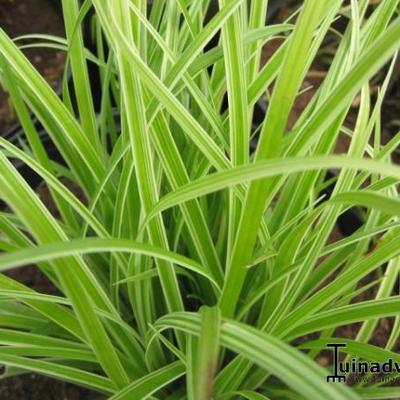 Carex 'Silver Sceptre' - Carex 'Silver Sceptre'