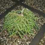 Tsuga canadensis 'Cole's Prostrate' - 