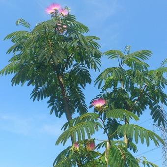 Albizia julibrissin