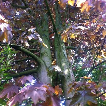 Acer platanoides 'Royal Red'