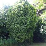 Thuja occidentalis - Thuya occidental